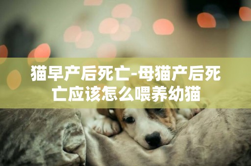 貓早產后死亡-母貓產后死亡應該怎么喂養幼貓