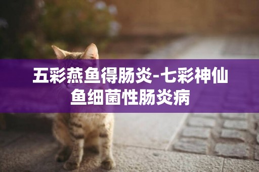 五彩燕魚得腸炎-七彩神仙魚細菌性腸炎病