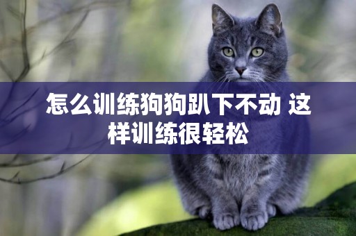 怎么訓練狗狗趴下不動 這樣訓練很輕松