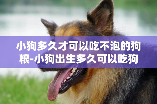 小狗多久才可以吃不泡的狗糧-小狗出生多久可以吃狗糧
