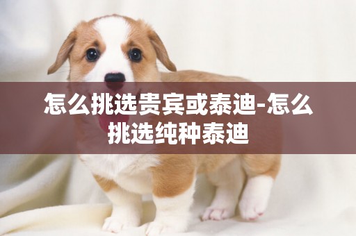 怎么挑選貴賓或泰迪-怎么挑選純種泰迪