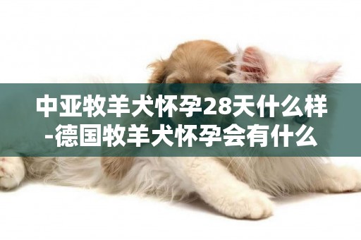 中亞牧羊犬懷孕28天什么樣-德國牧羊犬懷孕會有什么癥狀