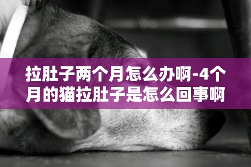 拉肚子兩個月怎么辦啊-4個月的貓拉肚子是怎么回事啊