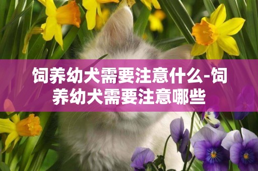 飼養幼犬需要注意什么-飼養幼犬需要注意哪些