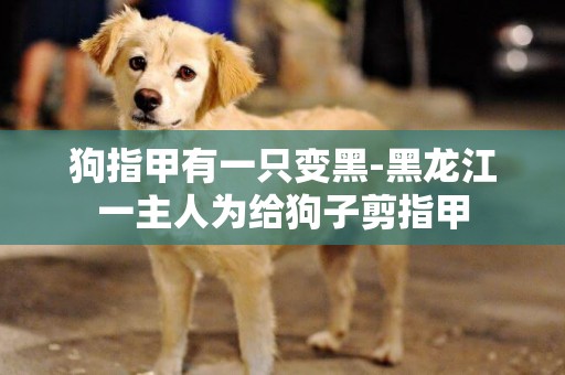狗指甲有一只變黑-黑龍江一主人為給狗子剪指甲