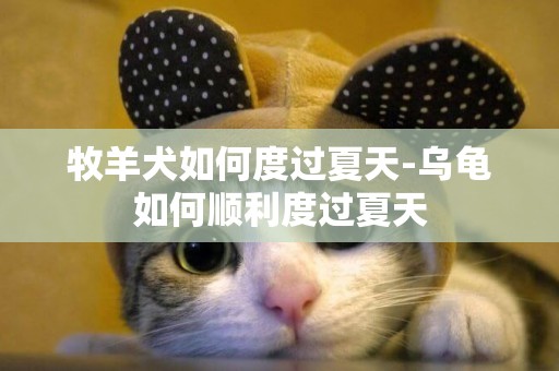 牧羊犬如何度過夏天-烏龜如何順利度過夏天
