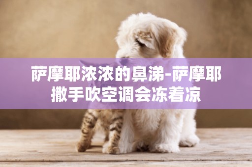 薩摩耶濃濃的鼻涕-薩摩耶撒手吹空調會凍著涼
