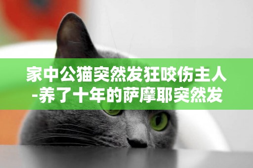 家中公貓突然發狂咬傷主人-養了十年的薩摩耶突然發狂咬主人遭滅殺