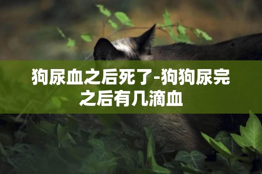 狗尿血之后死了-狗狗尿完之后有幾滴血