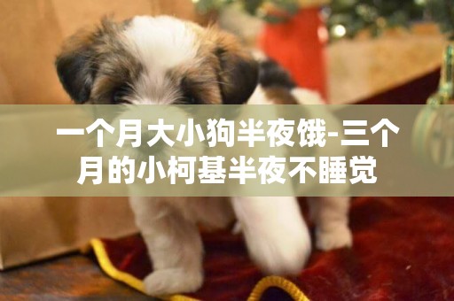一個月大小狗半夜餓-三個月的小柯基半夜不睡覺
