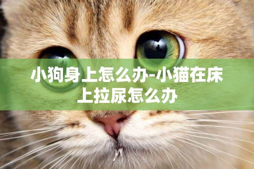 小狗身上怎么辦-小貓在床上拉尿怎么辦