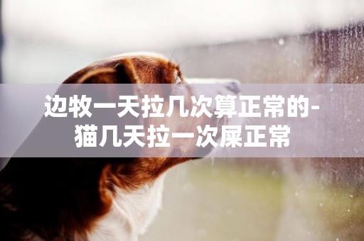邊牧一天拉幾次算正常的-貓幾天拉一次屎正常