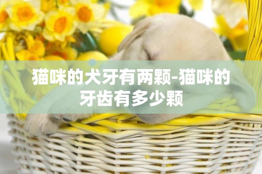 貓咪的犬牙有兩顆-貓咪的牙齒有多少顆