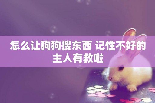怎么讓狗狗搜東西 記性不好的主人有救啦