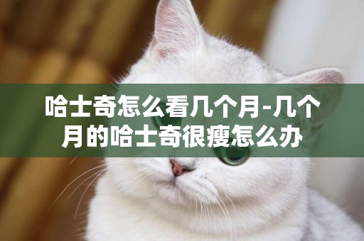 哈士奇怎么看幾個月-幾個月的哈士奇很瘦怎么辦