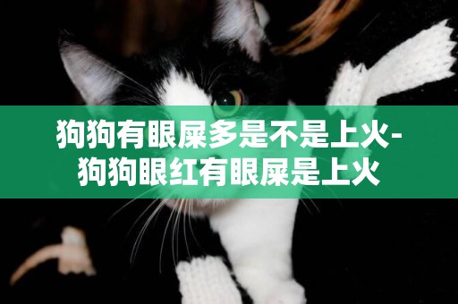 狗狗有眼屎多是不是上火-狗狗眼紅有眼屎是上火