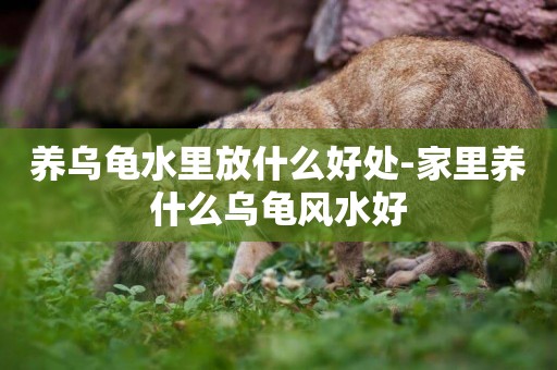 養烏龜水里放什么好處-家里養什么烏龜風水好