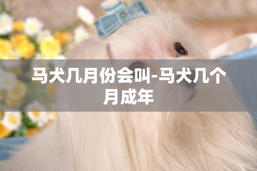 馬犬幾月份會叫-馬犬幾個月成年