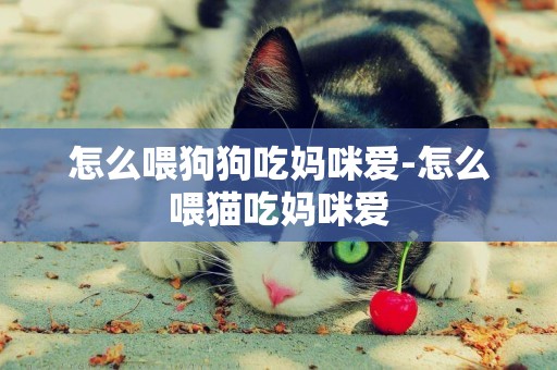 怎么喂狗狗吃媽咪愛-怎么喂貓吃媽咪愛