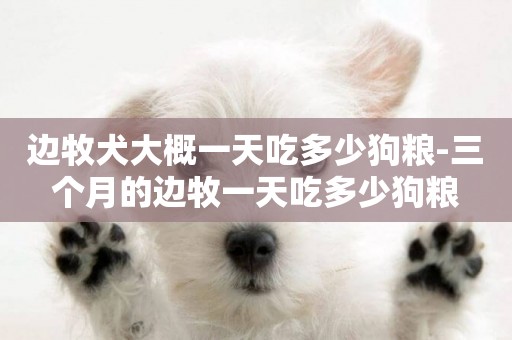 邊牧犬大概一天吃多少狗糧-三個月的邊牧一天吃多少狗糧