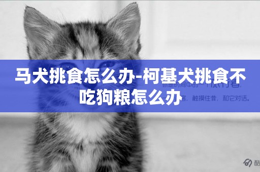 馬犬挑食怎么辦-柯基犬挑食不吃狗糧怎么辦