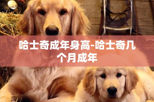 哈士奇成年身高-哈士奇幾個月成年