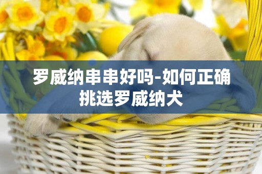 羅威納串串好嗎-如何正確挑選羅威納犬