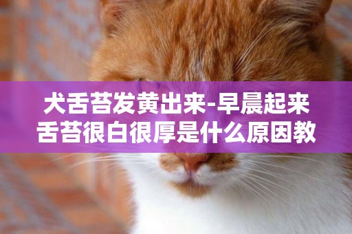 犬舌苔發黃出來-早晨起來舌苔很白很厚是什么原因教你看舌苔辨知身體健康