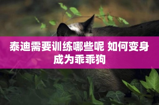 泰迪需要訓練哪些呢 如何變身成為乖乖狗