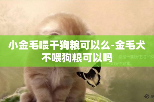 小金毛喂干狗糧可以么-金毛犬不喂狗糧可以嗎