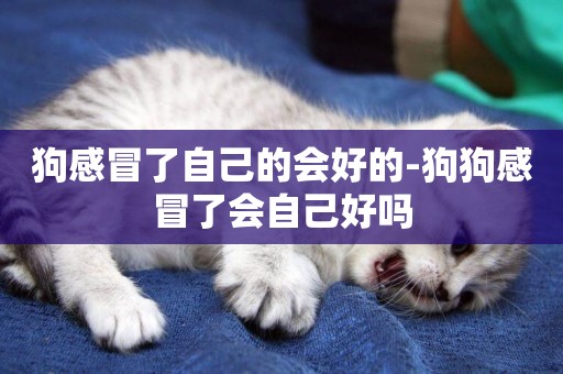 狗感冒了自己的會好的-狗狗感冒了會自己好嗎