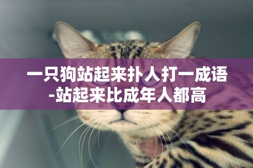 一只狗站起來撲人打一成語-站起來比成年人都高