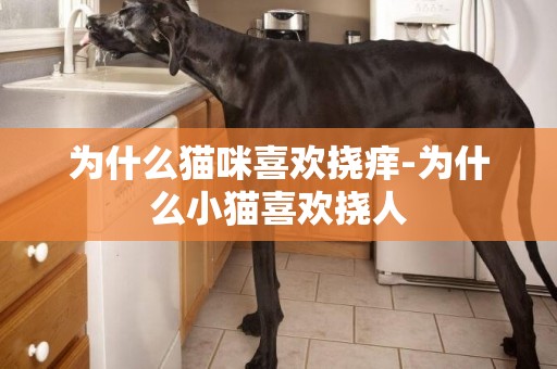 為什么貓咪喜歡撓癢-為什么小貓喜歡撓人