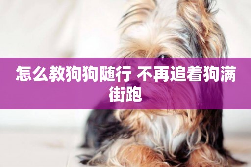 怎么教狗狗隨行 不再追著狗滿街跑 怎么教狗狗隨行 不再追著狗滿街跑