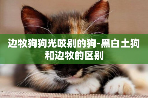 邊牧狗狗光咬別的狗-黑白土狗和邊牧的區別