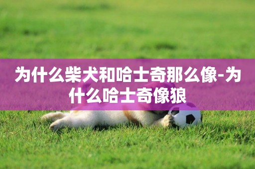 為什么柴犬和哈士奇那么像-為什么哈士奇像狼