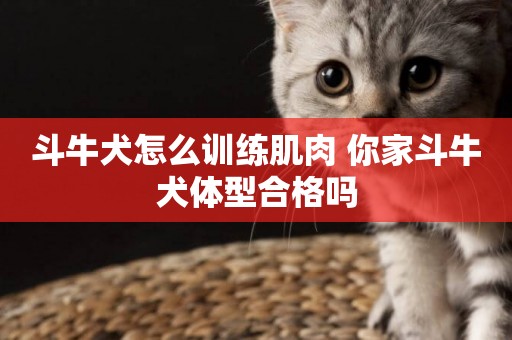 斗牛犬怎么訓練肌肉 你家斗牛犬體型合格嗎