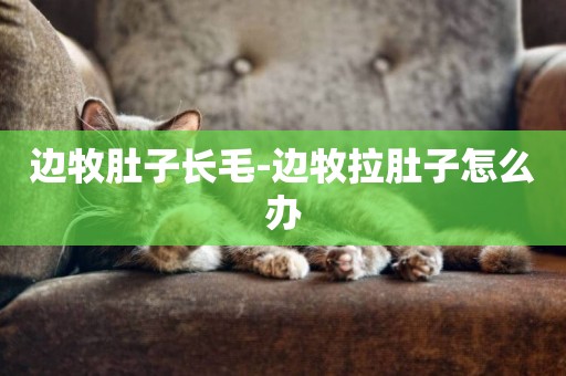 邊牧肚子長毛-邊牧拉肚子怎么辦