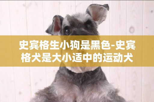 史賓格生小狗是黑色-史賓格犬是大小適中的運動犬
