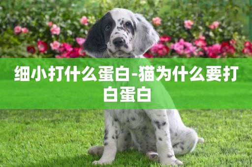 細小打什么蛋白-貓為什么要打白蛋白