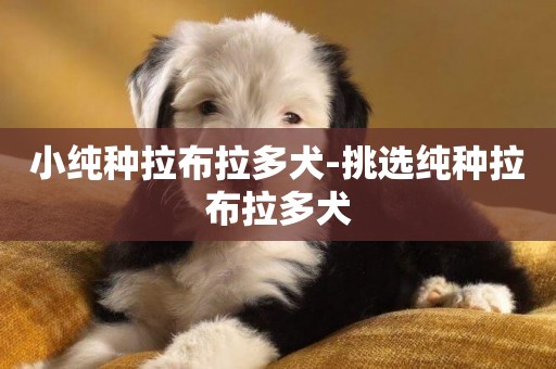 小純種拉布拉多犬-挑選純種拉布拉多犬