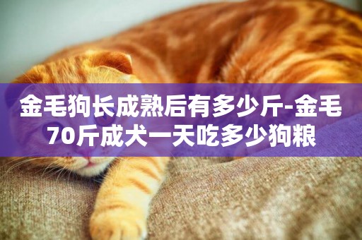 金毛狗長成熟后有多少斤-金毛70斤成犬一天吃多少狗糧