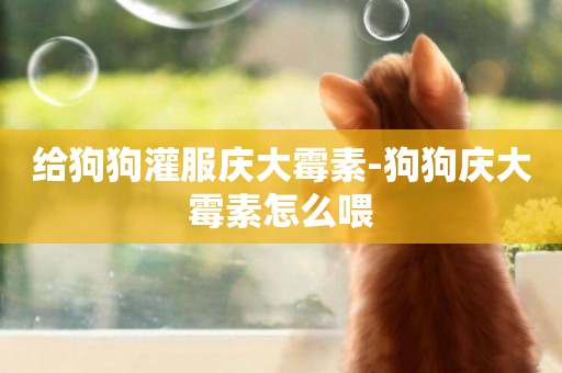 給狗狗灌服慶大霉素-狗狗慶大霉素怎么喂