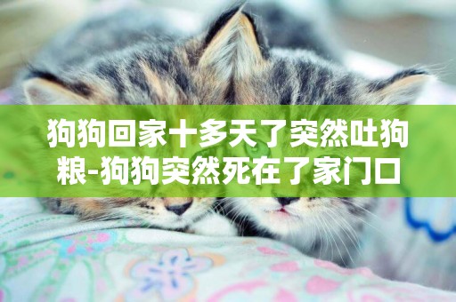 狗狗回家十多天了突然吐狗糧-狗狗突然死在了家門口