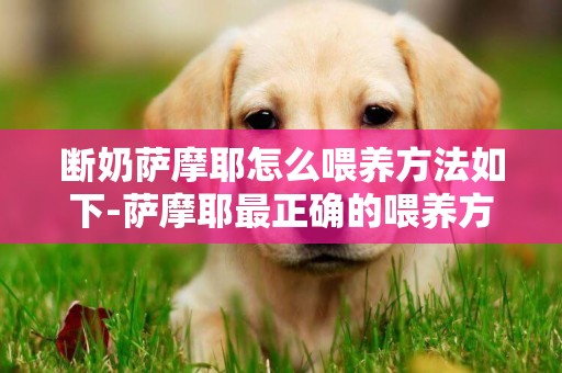 斷奶薩摩耶怎么喂養方法如下-薩摩耶最正確的喂養方法是什么