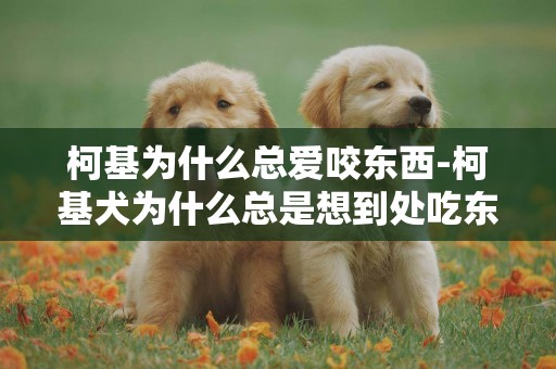 柯基為什么總愛咬東西-柯基犬為什么總是想到處吃東西