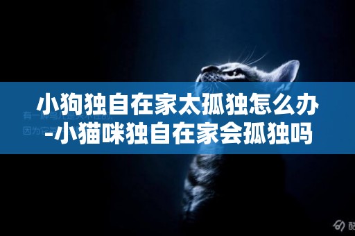 小狗獨自在家太孤獨怎么辦-小貓咪獨自在家會孤獨嗎