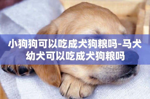 小狗狗可以吃成犬狗糧嗎-馬犬幼犬可以吃成犬狗糧嗎