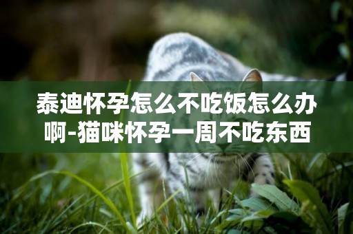 泰迪懷孕怎么不吃飯怎么辦啊-貓咪懷孕一周不吃東西怎么辦 泰迪懷孕怎么不吃飯怎么辦啊-貓咪懷孕一周不吃東西怎么辦