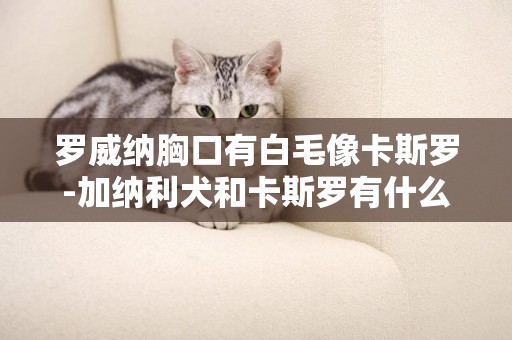 羅威納胸口有白毛像卡斯羅-加納利犬和卡斯羅有什么不同